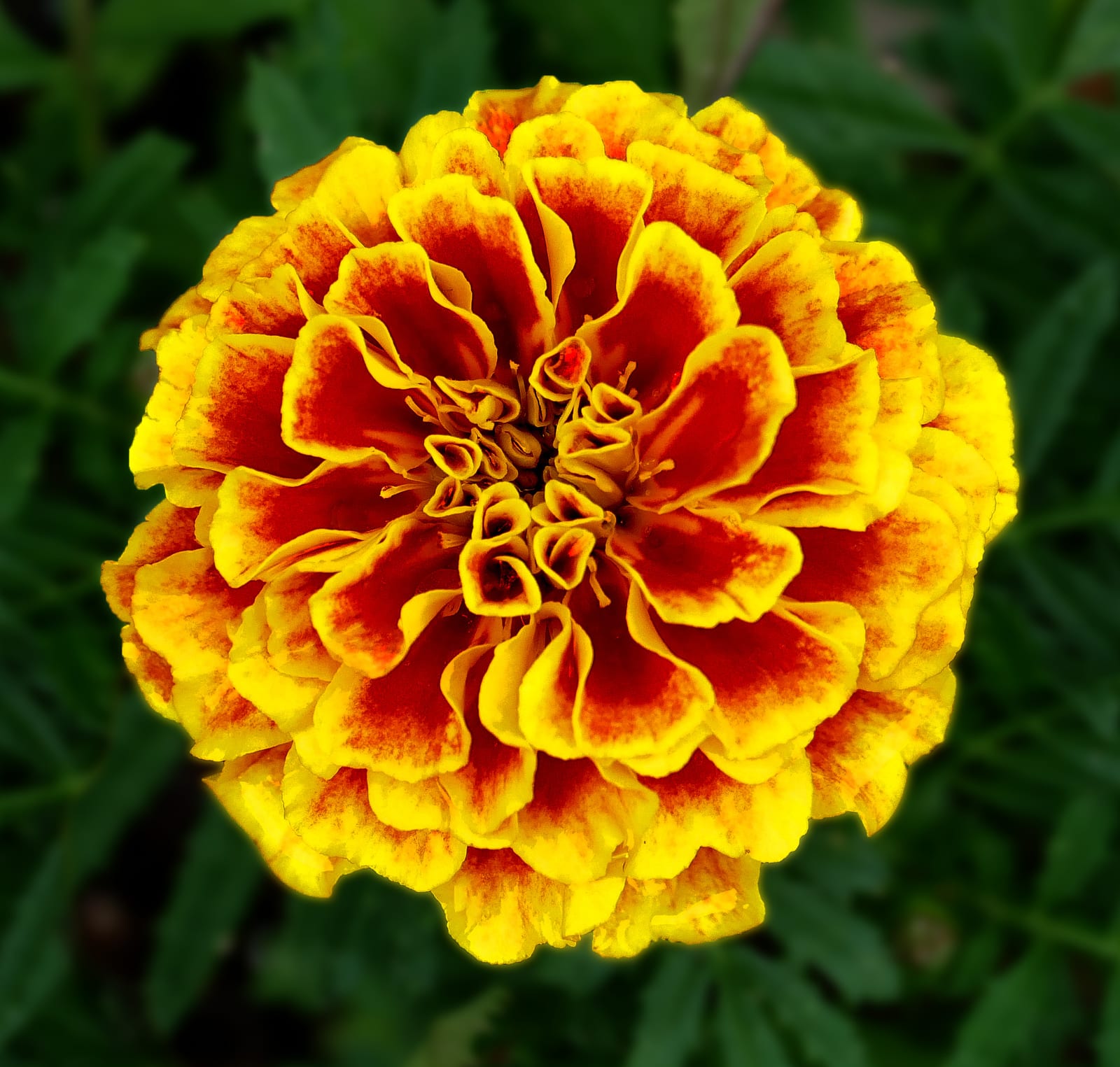 Marigold thumbnail 2