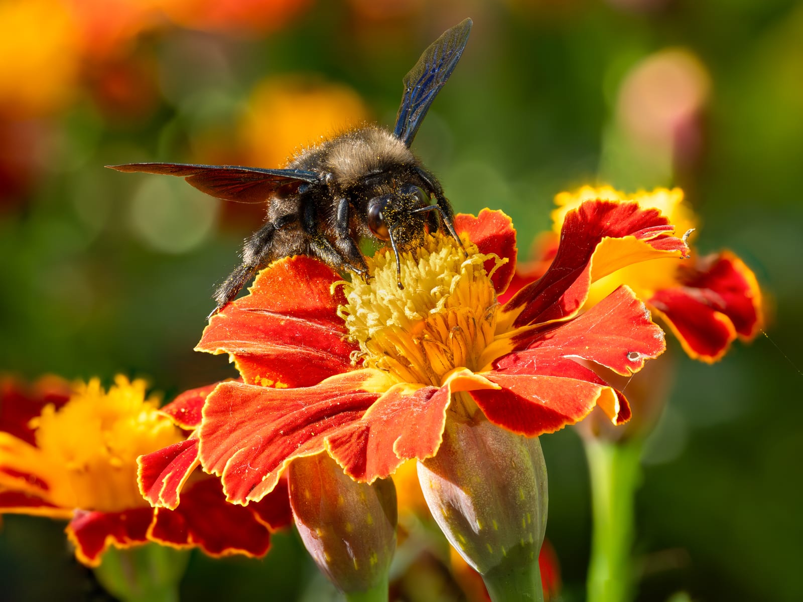 Marigold thumbnail 3