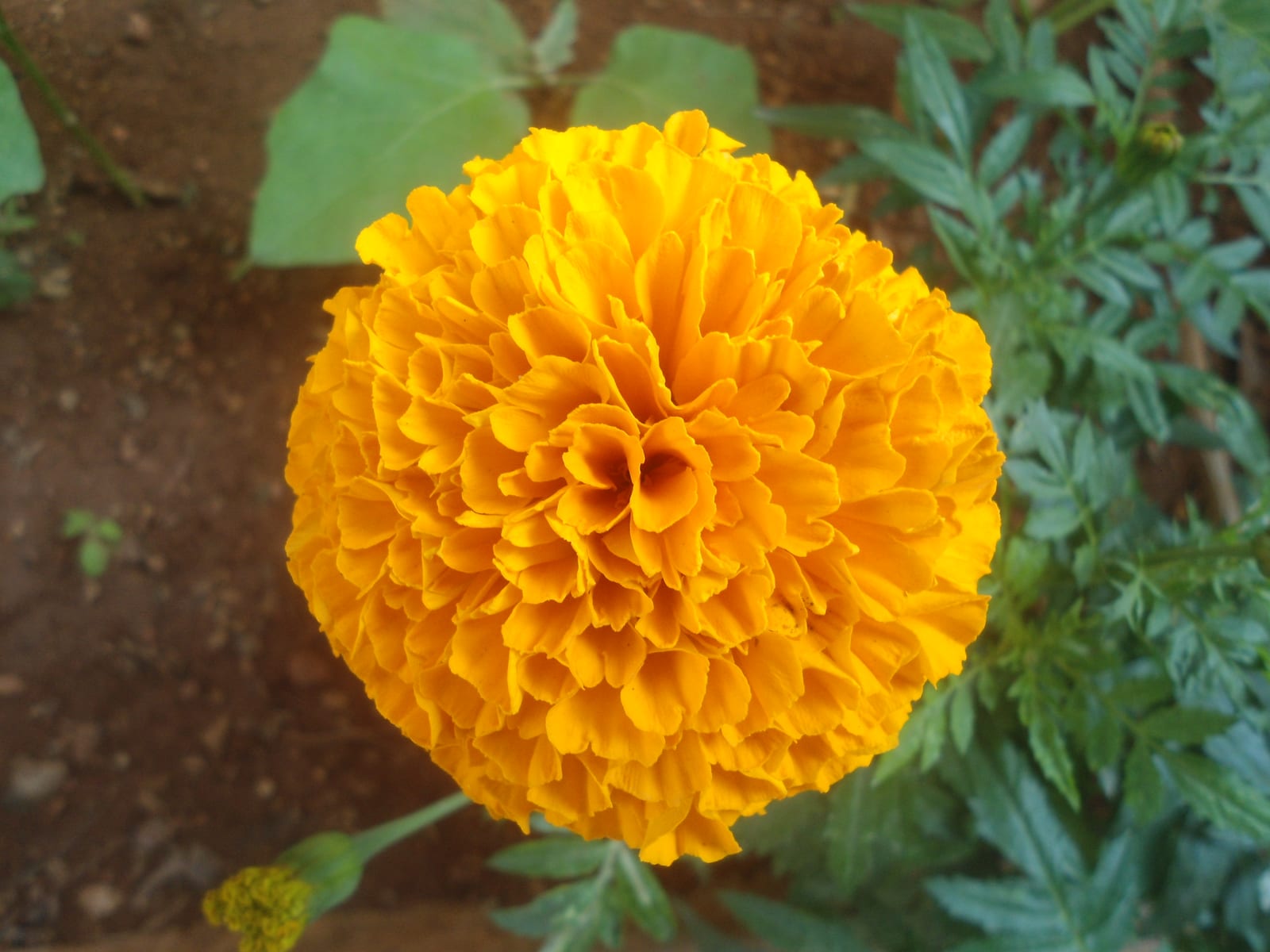 Marigold thumbnail 4