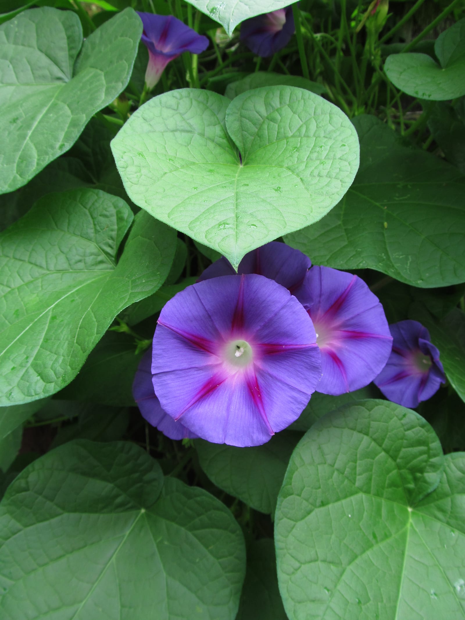 Morning Glory thumbnail 2