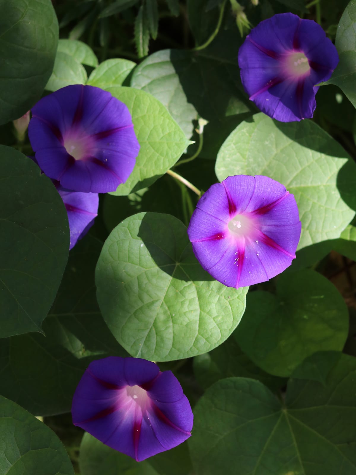 Morning Glory thumbnail 3