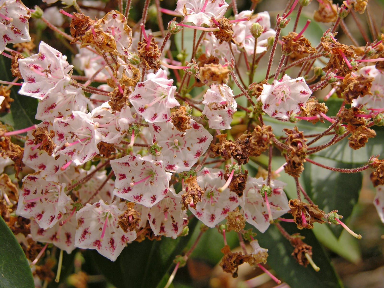 Mountain Laurel thumbnail 2