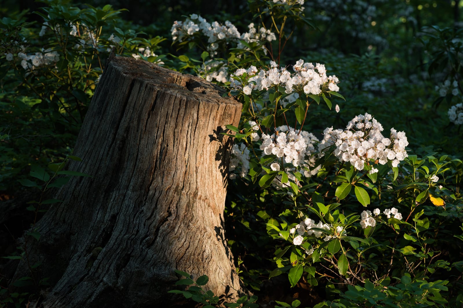 Mountain Laurel thumbnail 4