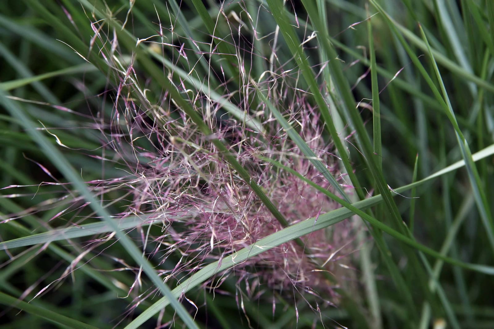 Muhly Grass