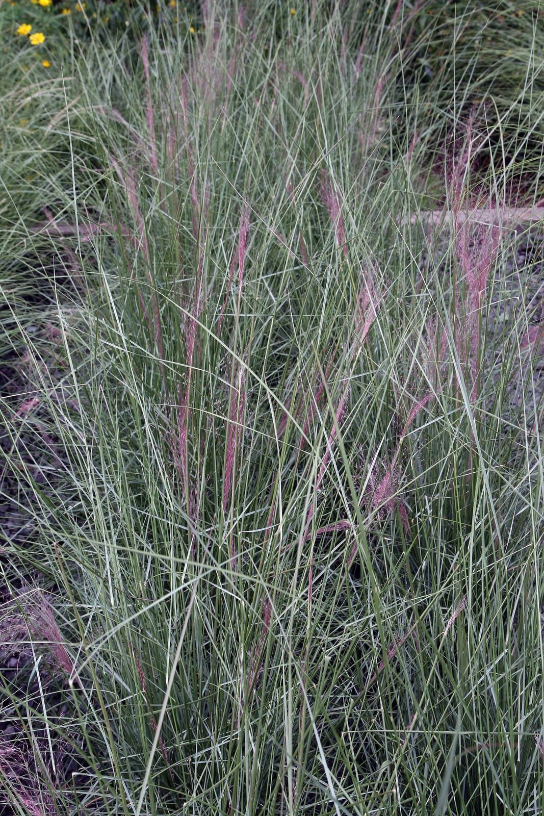 Muhly Grass thumbnail 2