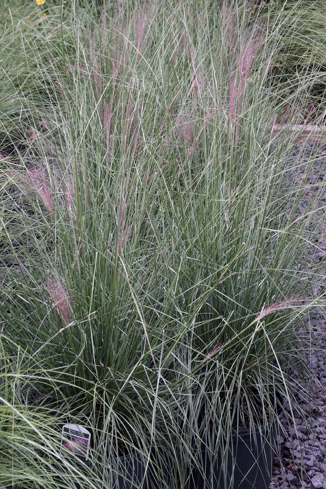 Muhly Grass thumbnail 3