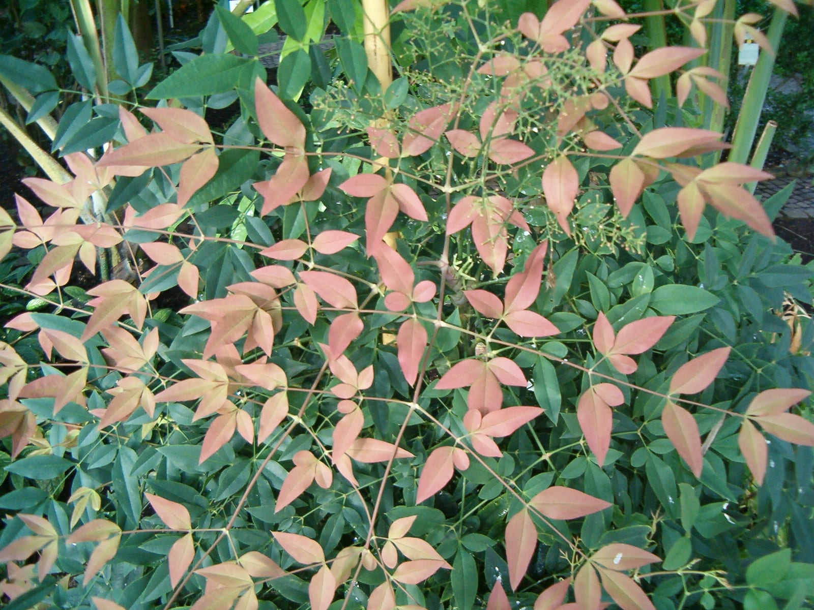 Nandina (Heavenly Bamboo)