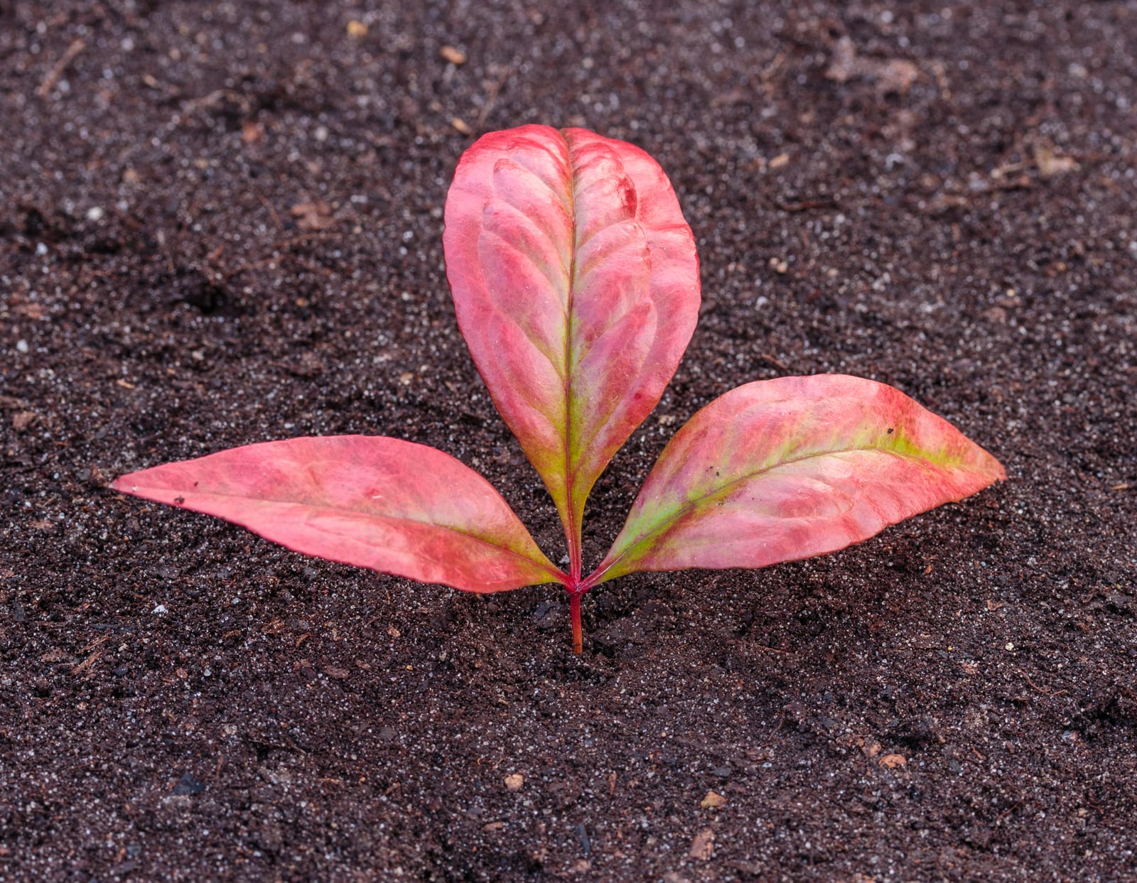 Nandina (Heavenly Bamboo) thumbnail 2