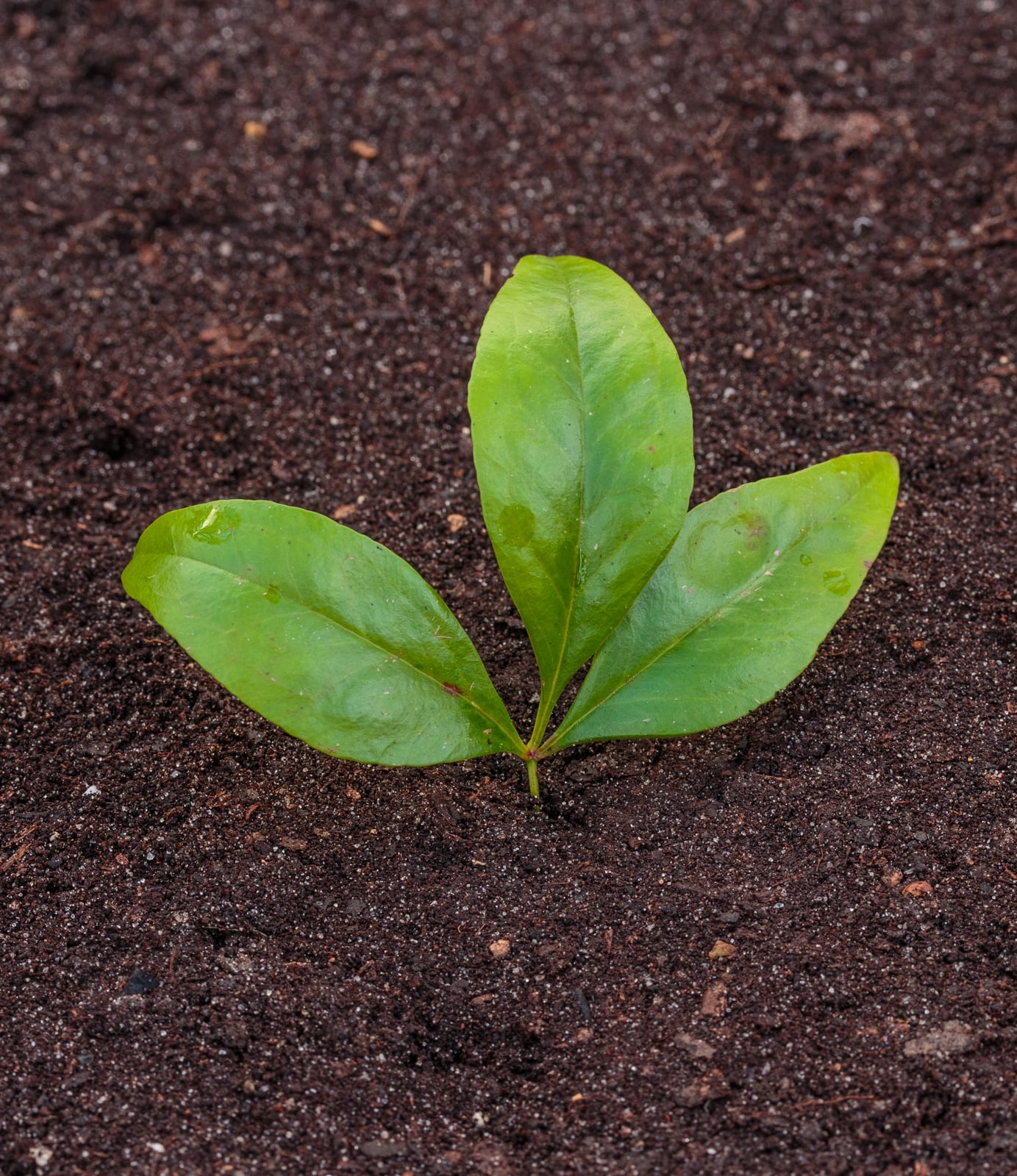 Nandina (Heavenly Bamboo) thumbnail 4