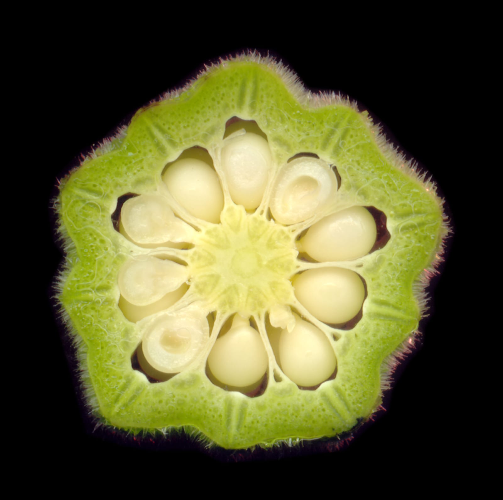 Okra thumbnail 3