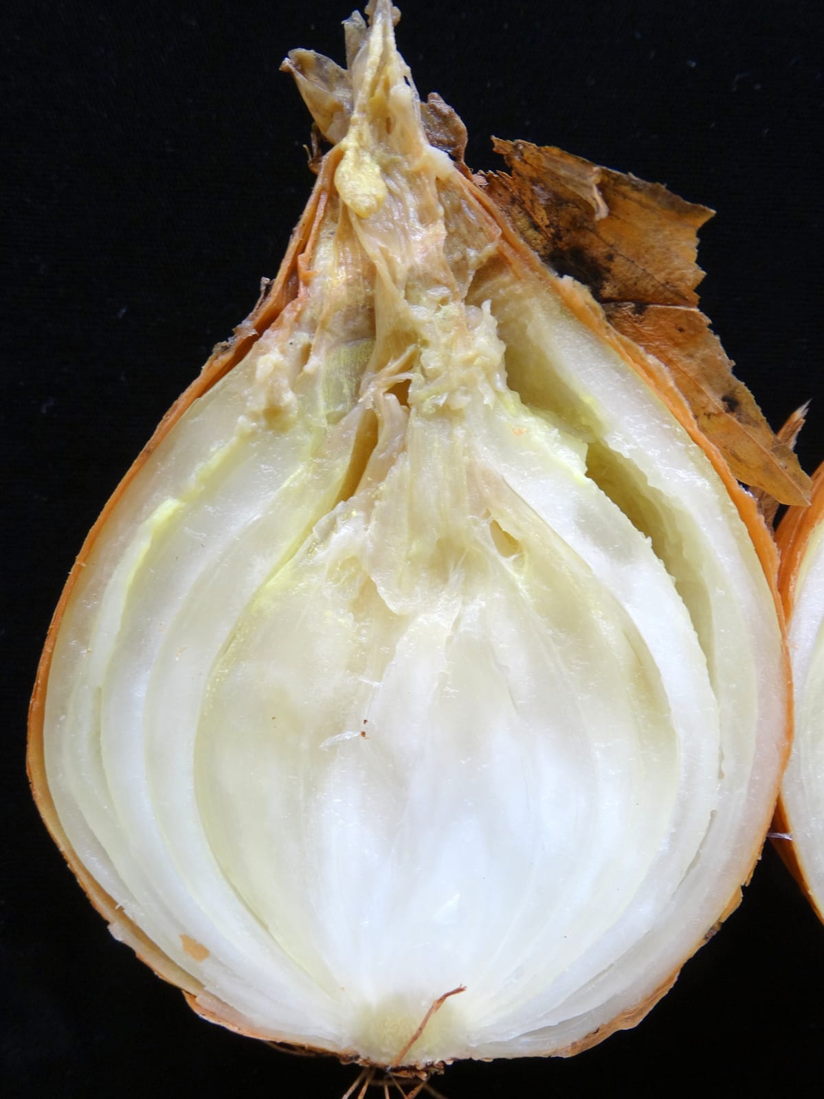 Onion thumbnail 2