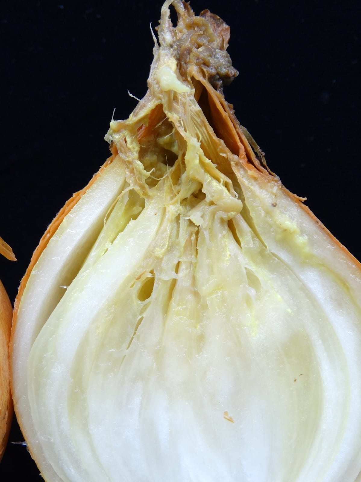 Onion thumbnail 3