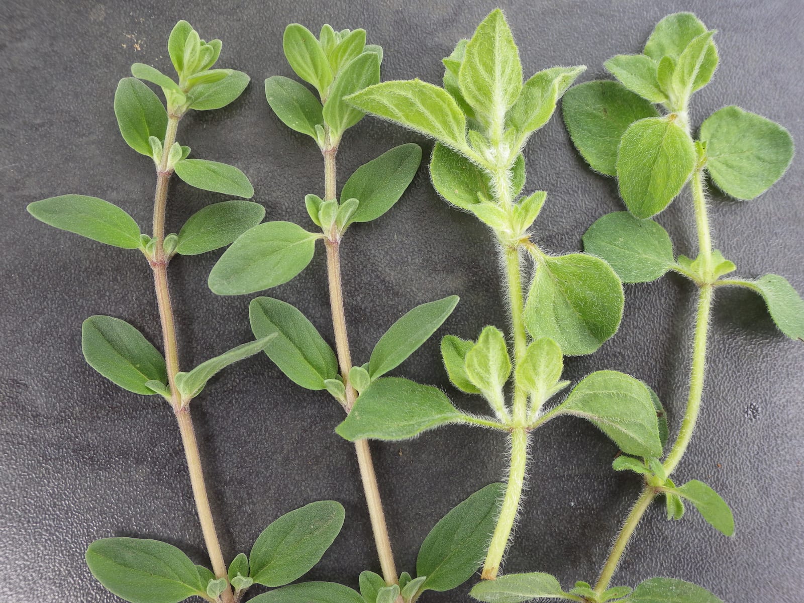 Oregano thumbnail 3
