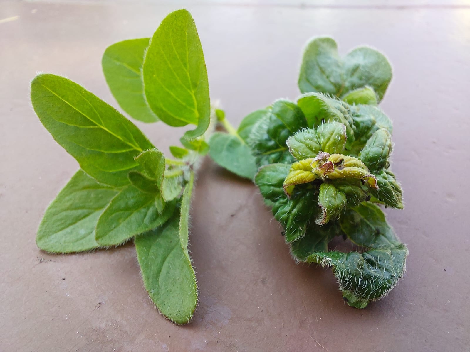 Oregano thumbnail 4