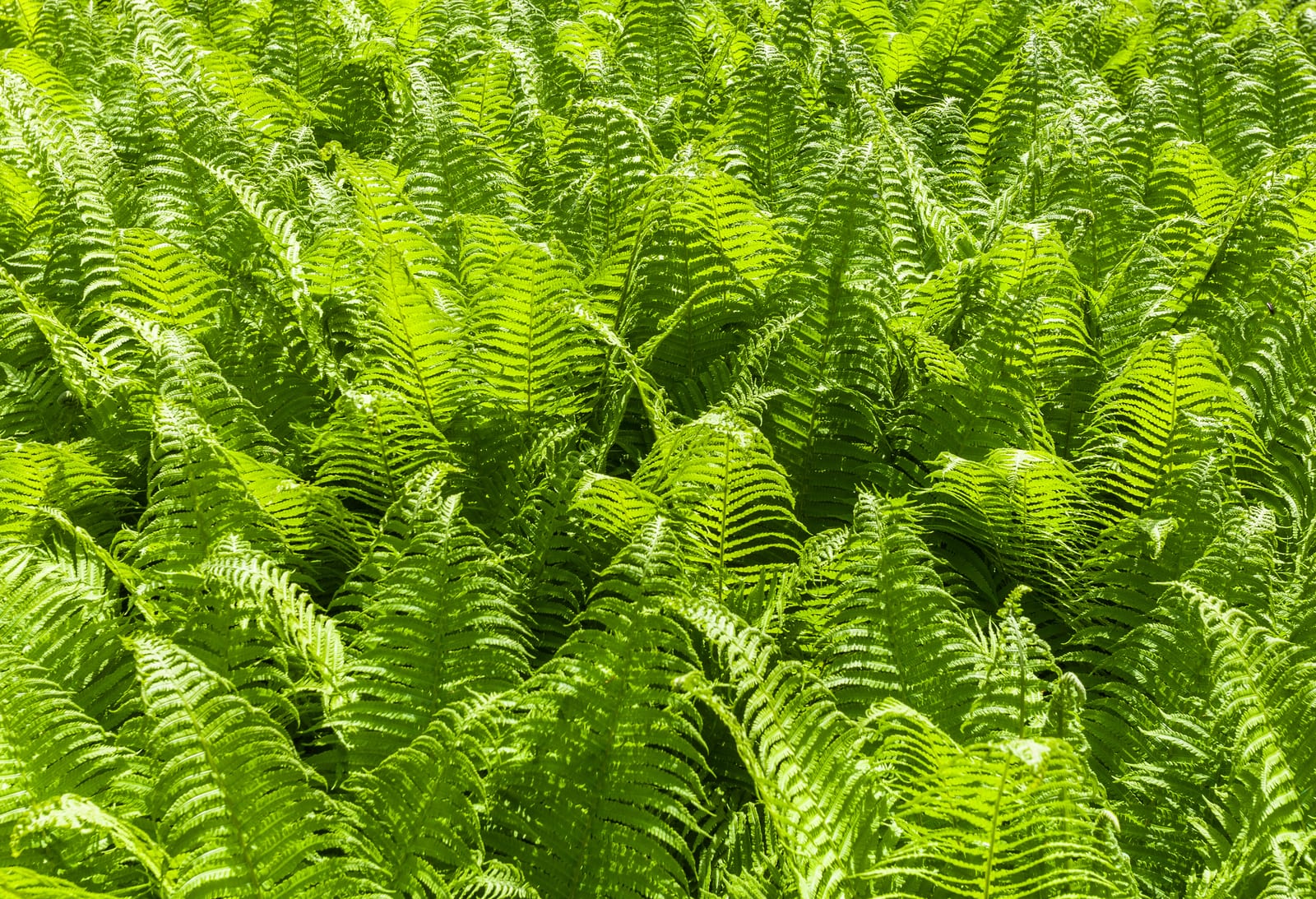 Ostrich Fern