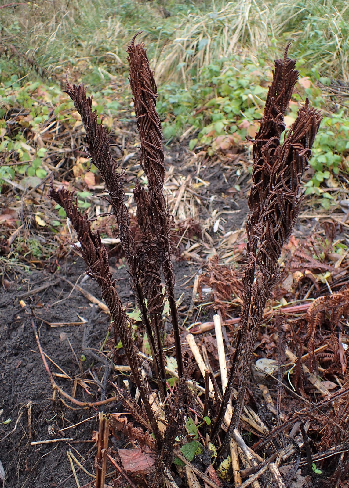 Ostrich Fern thumbnail 2