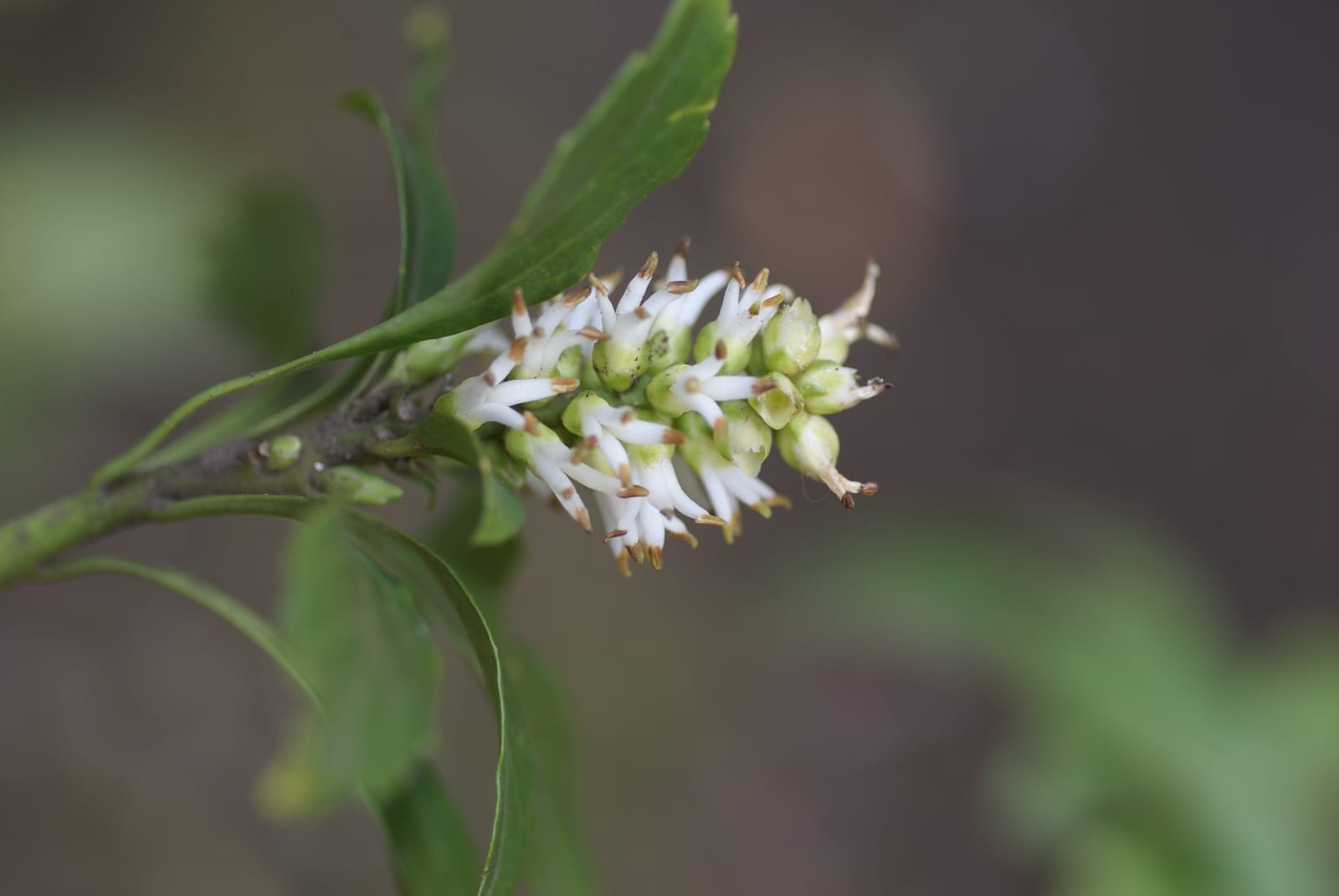 Pachysandra thumbnail 2