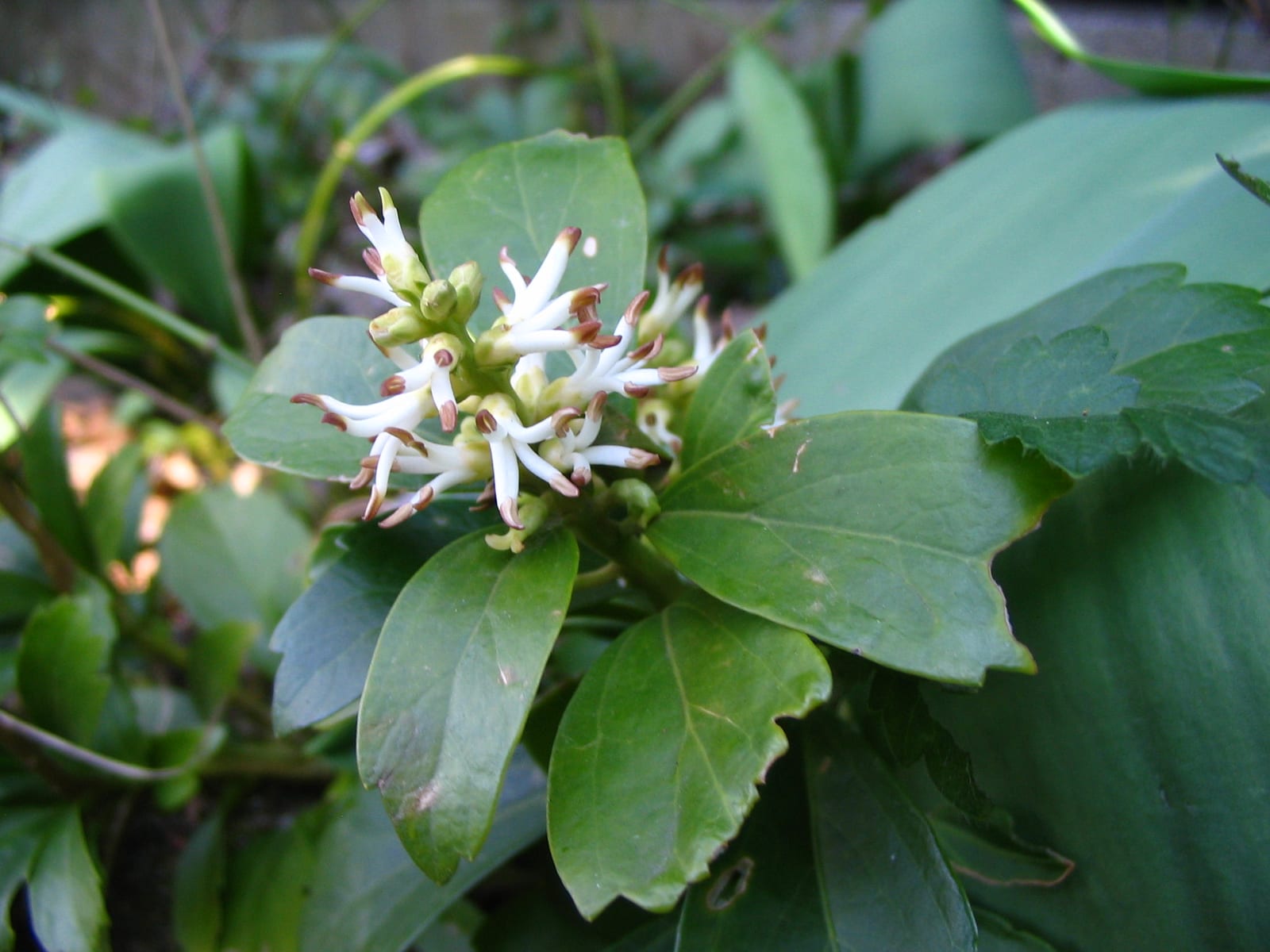 Pachysandra thumbnail 3