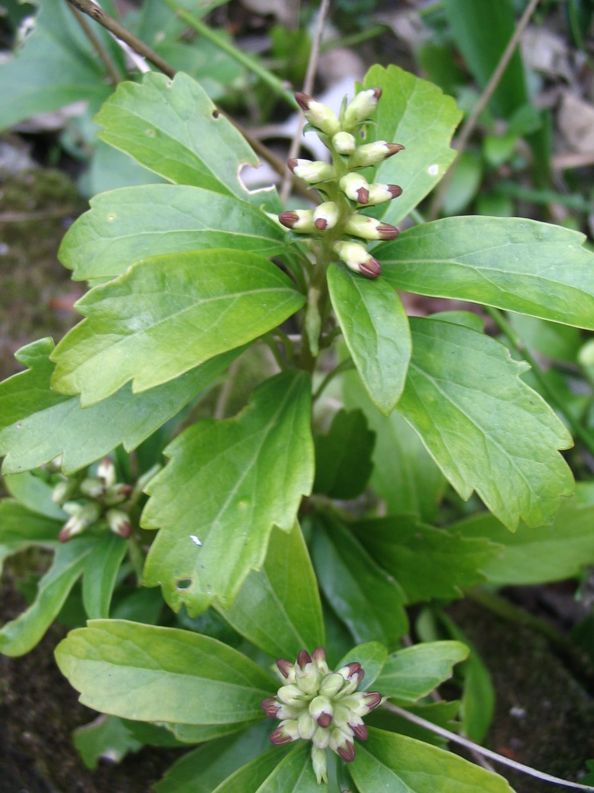 Pachysandra thumbnail 4