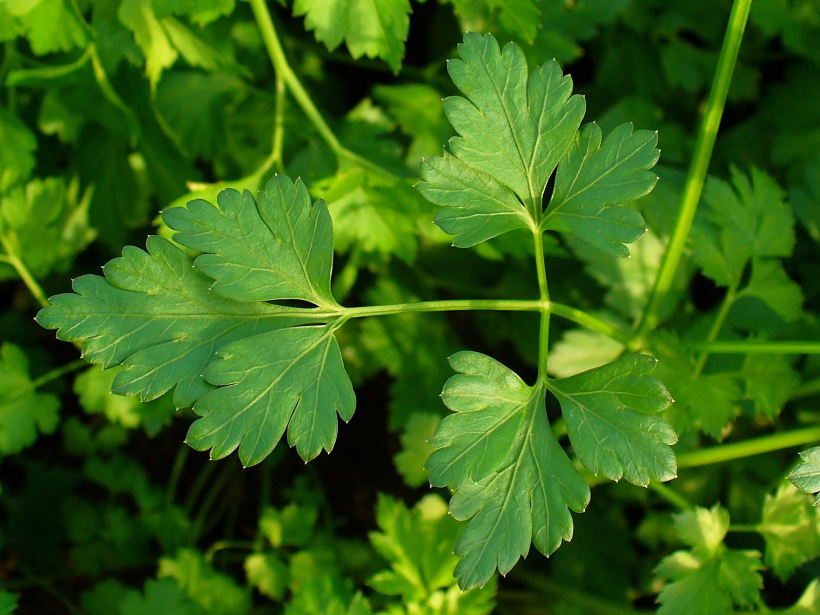 Parsley thumbnail 2