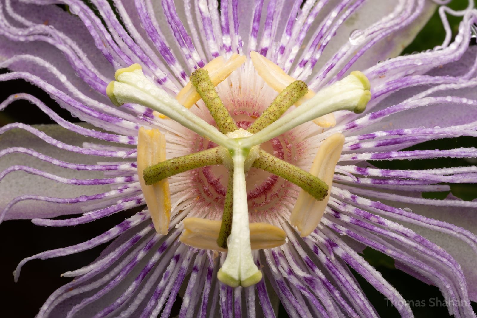 Passionflower