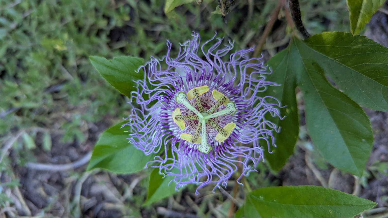 Passionflower thumbnail 2