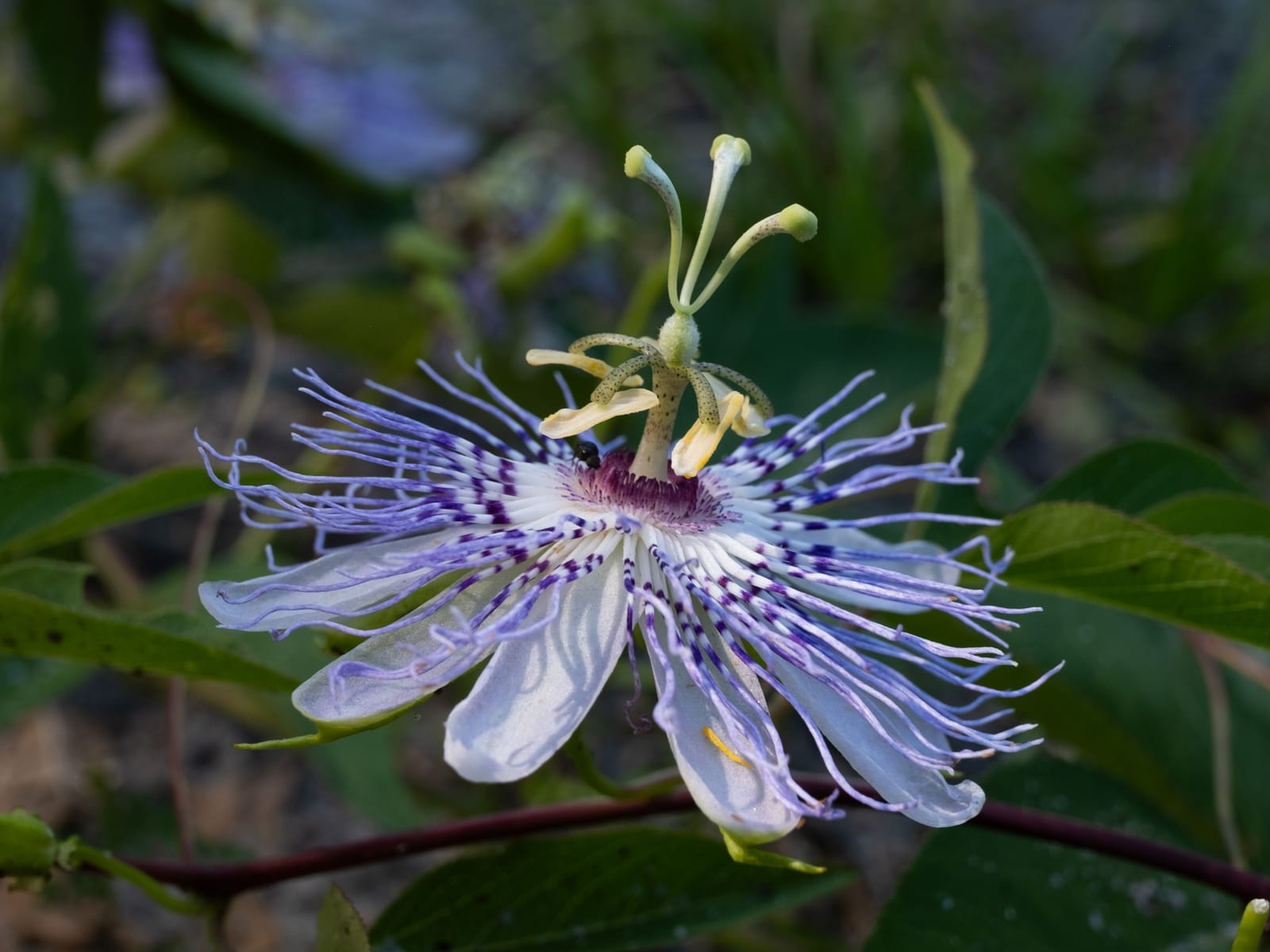 Passionflower thumbnail 3