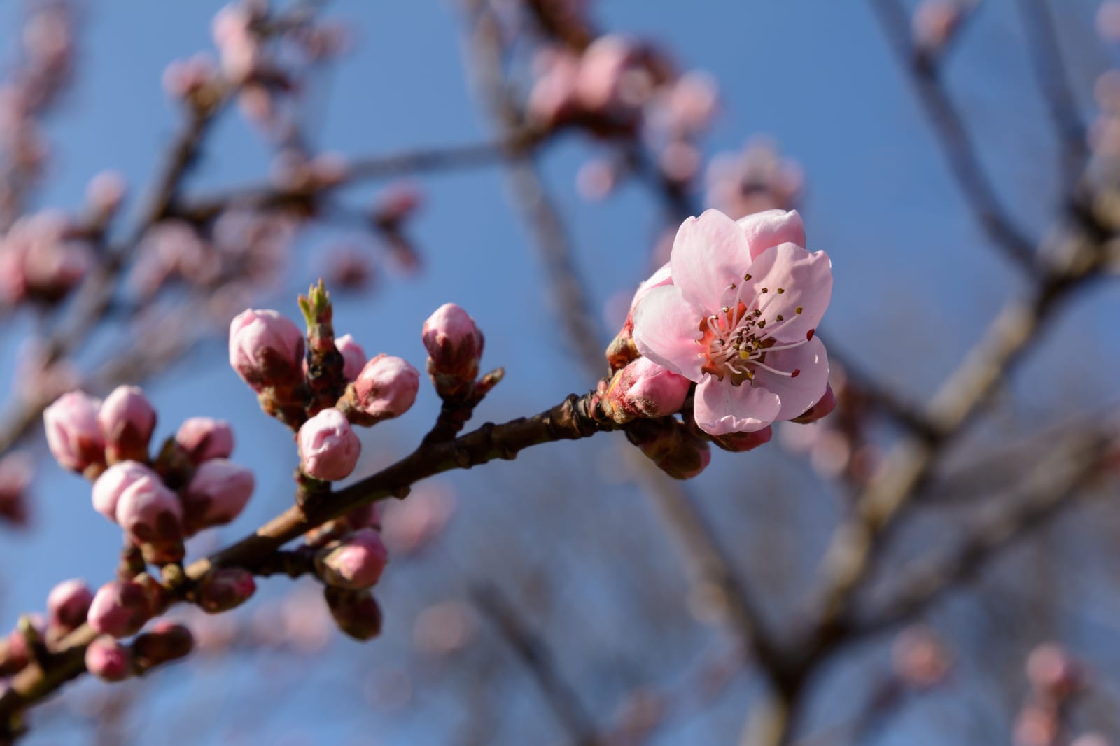 Peach Tree thumbnail 3