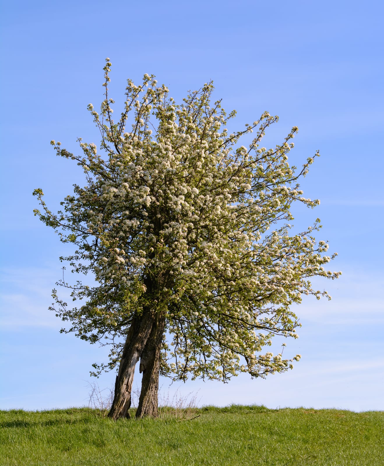 Pear Tree thumbnail 3