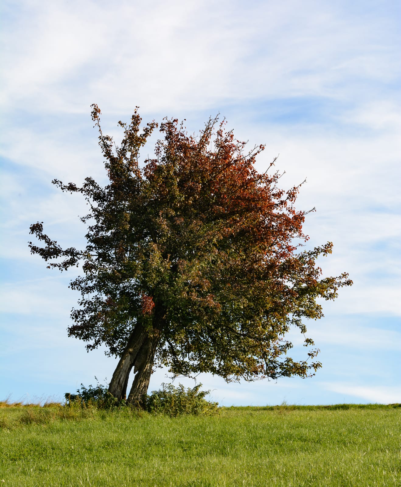 Pear Tree thumbnail 4
