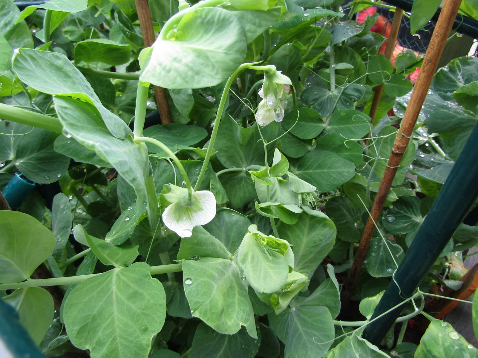 Peas