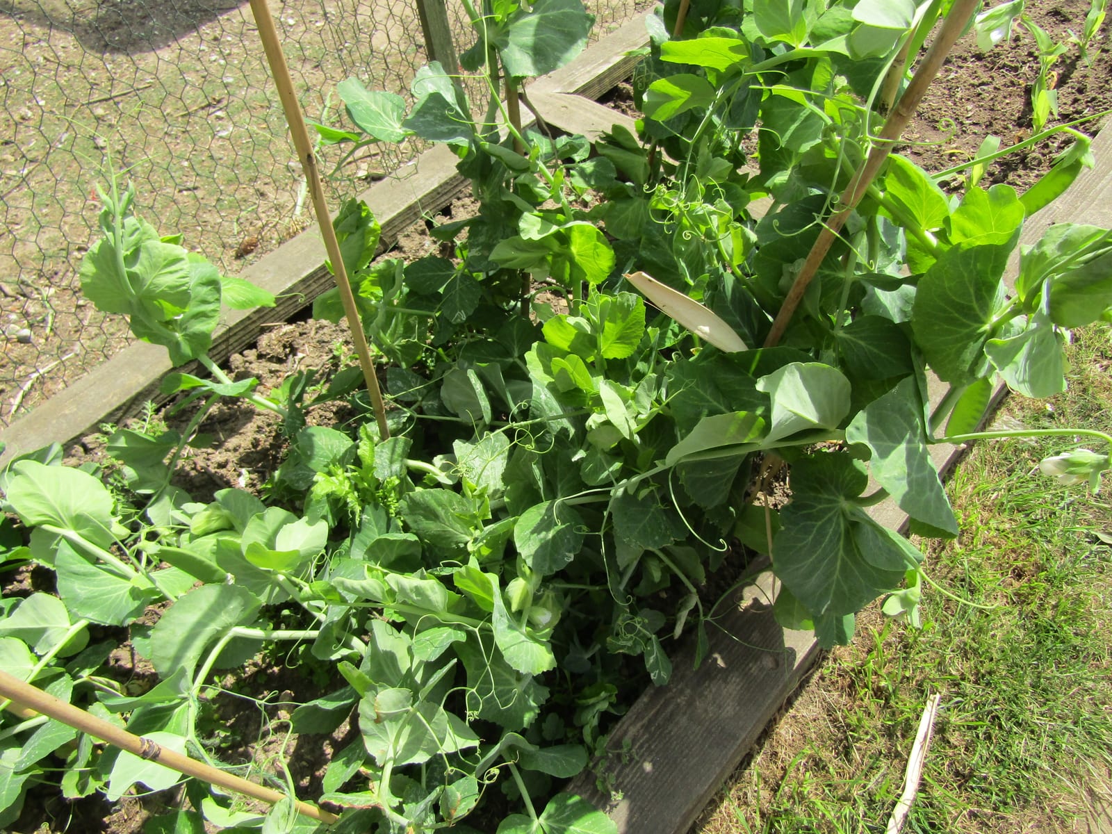 Peas thumbnail 3