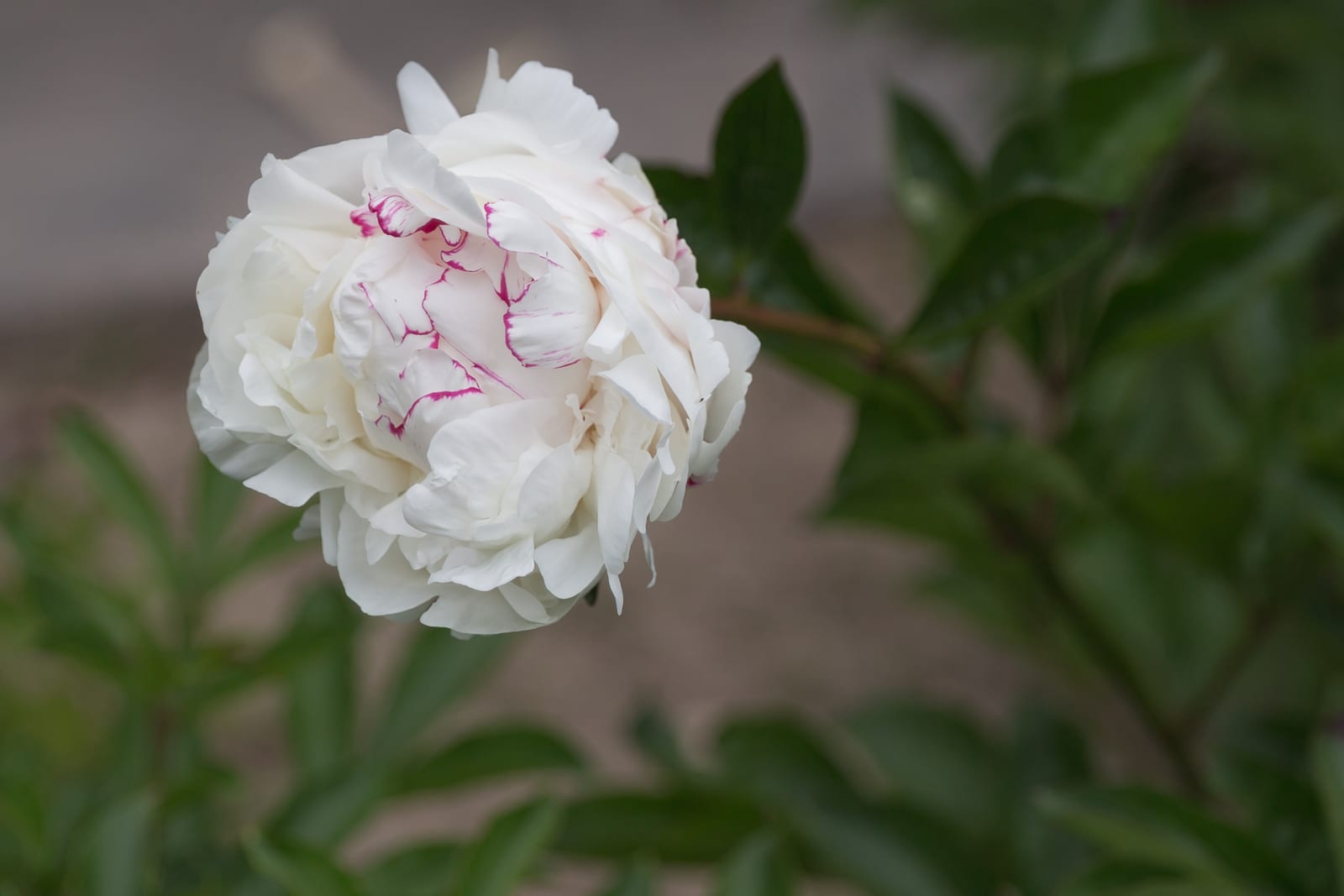 Peony thumbnail 3