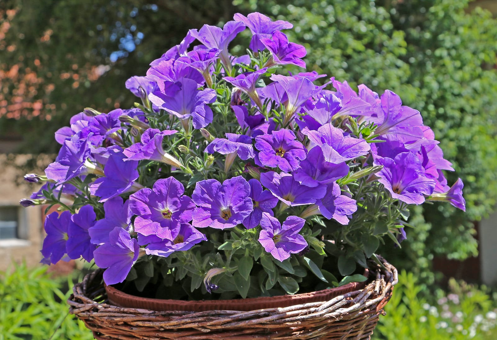 Petunia