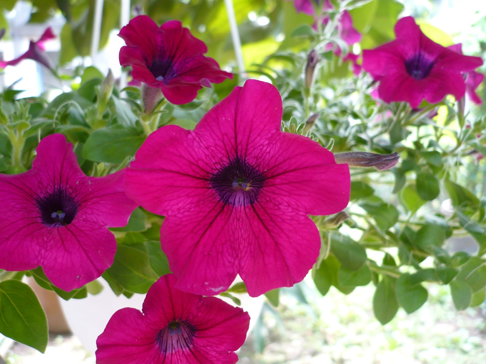 Petunia thumbnail 2