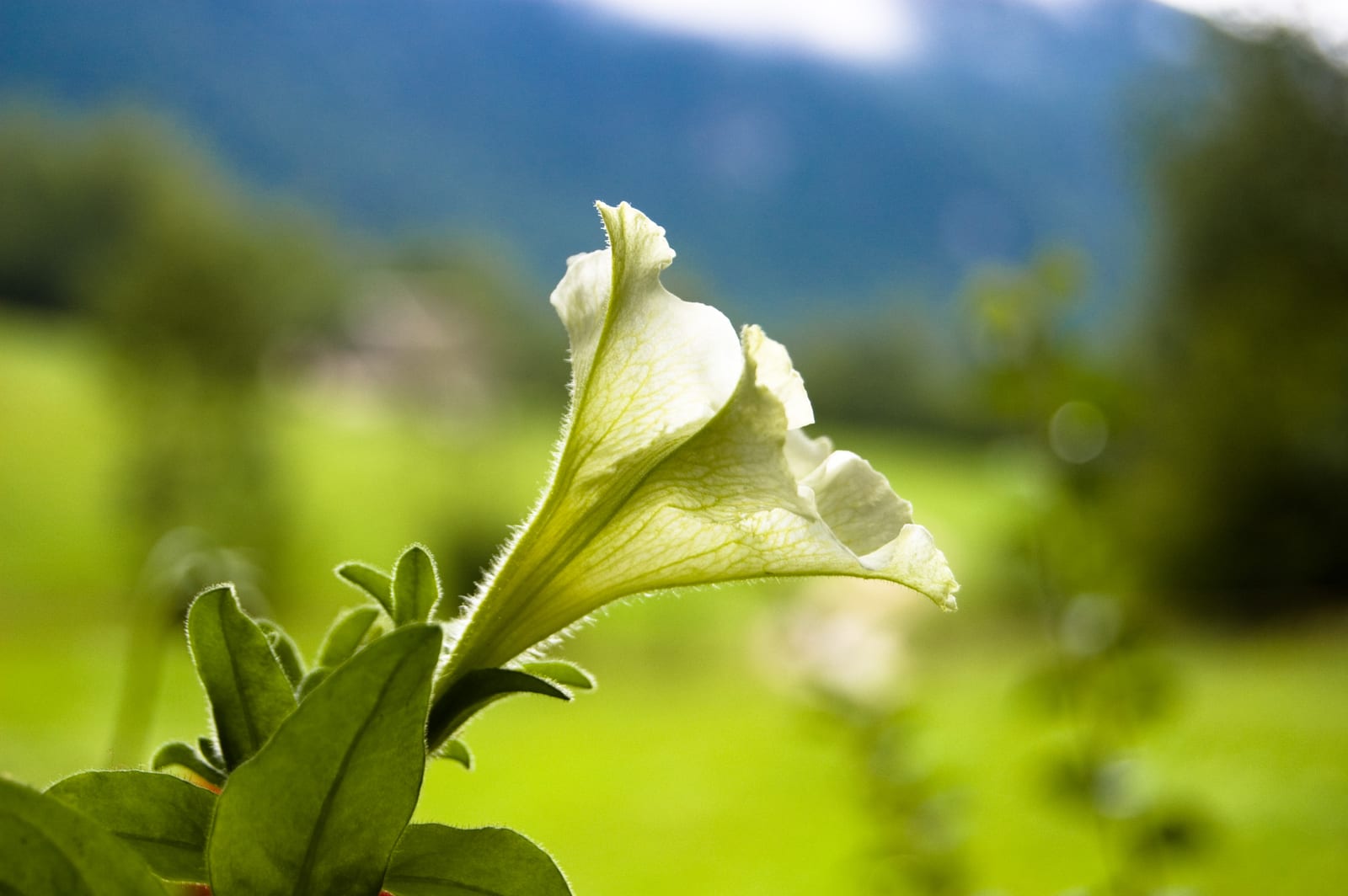 Petunia thumbnail 4