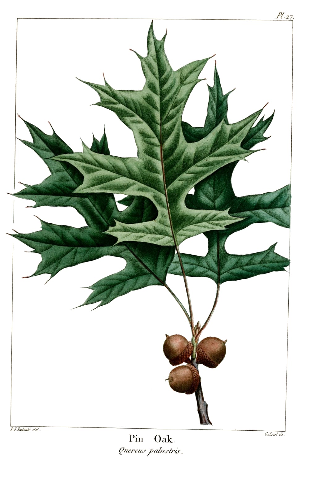 Pin Oak
