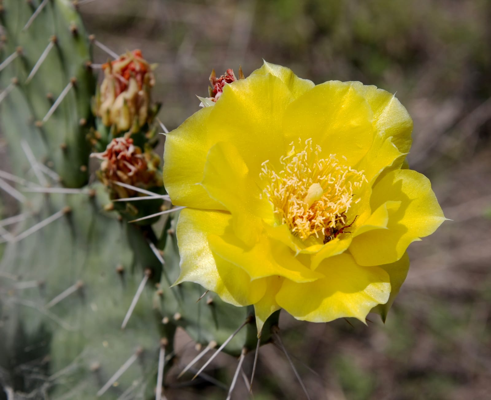 Prickly Pear Cactus