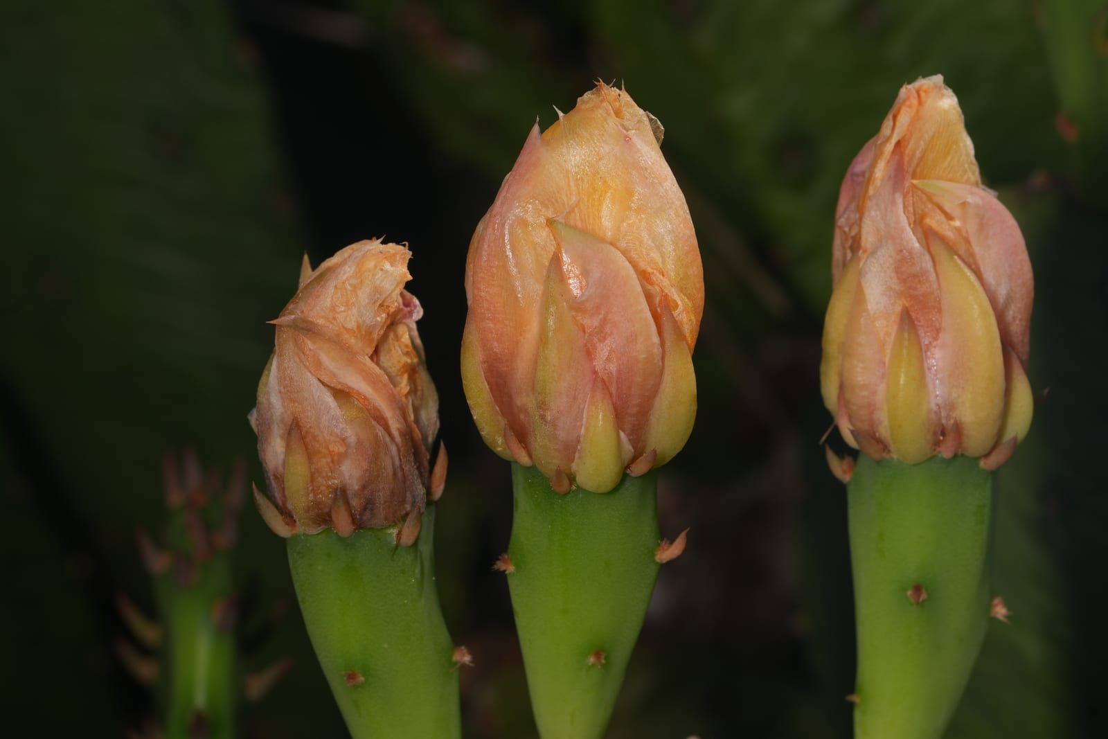 Prickly Pear Cactus thumbnail 2