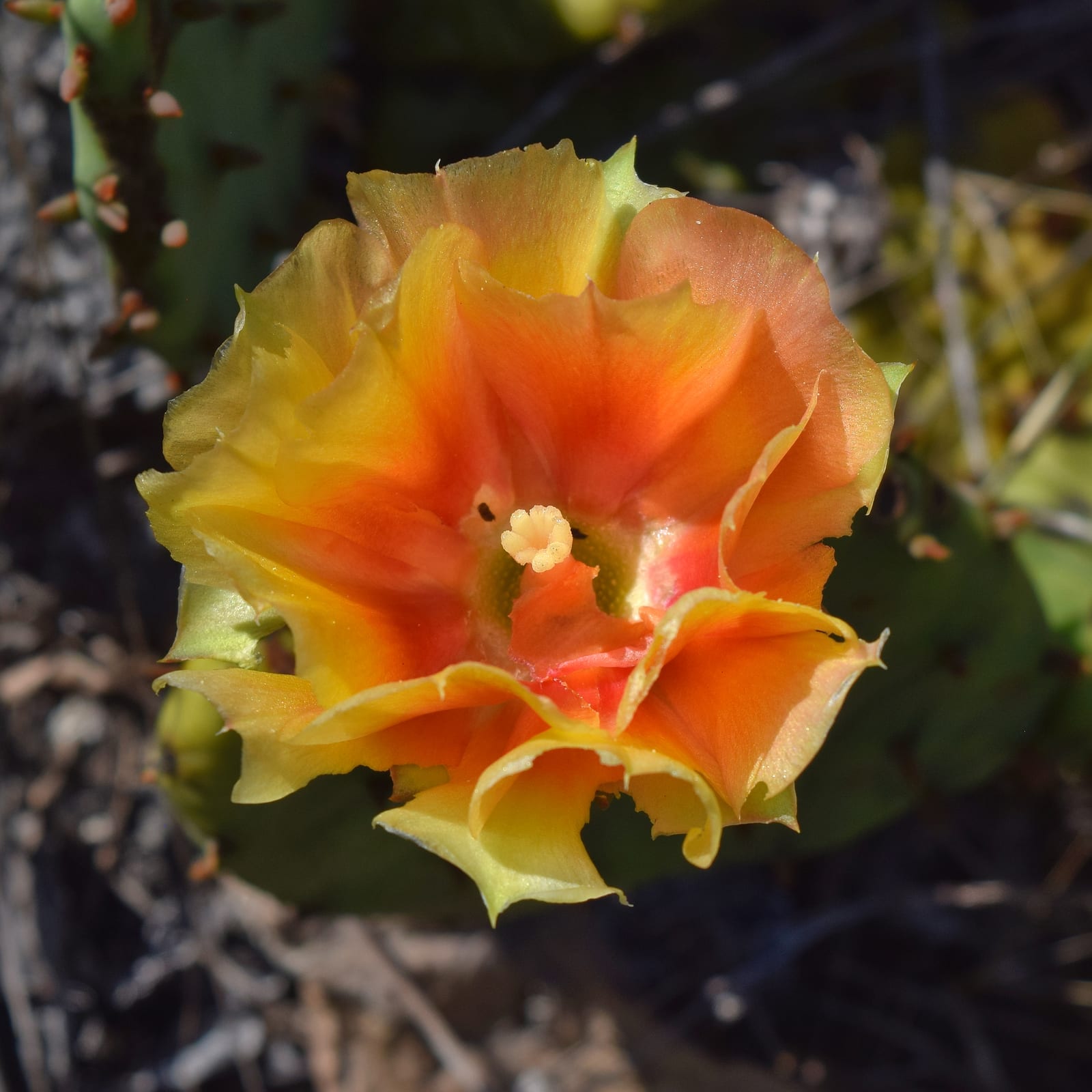 Prickly Pear Cactus thumbnail 3