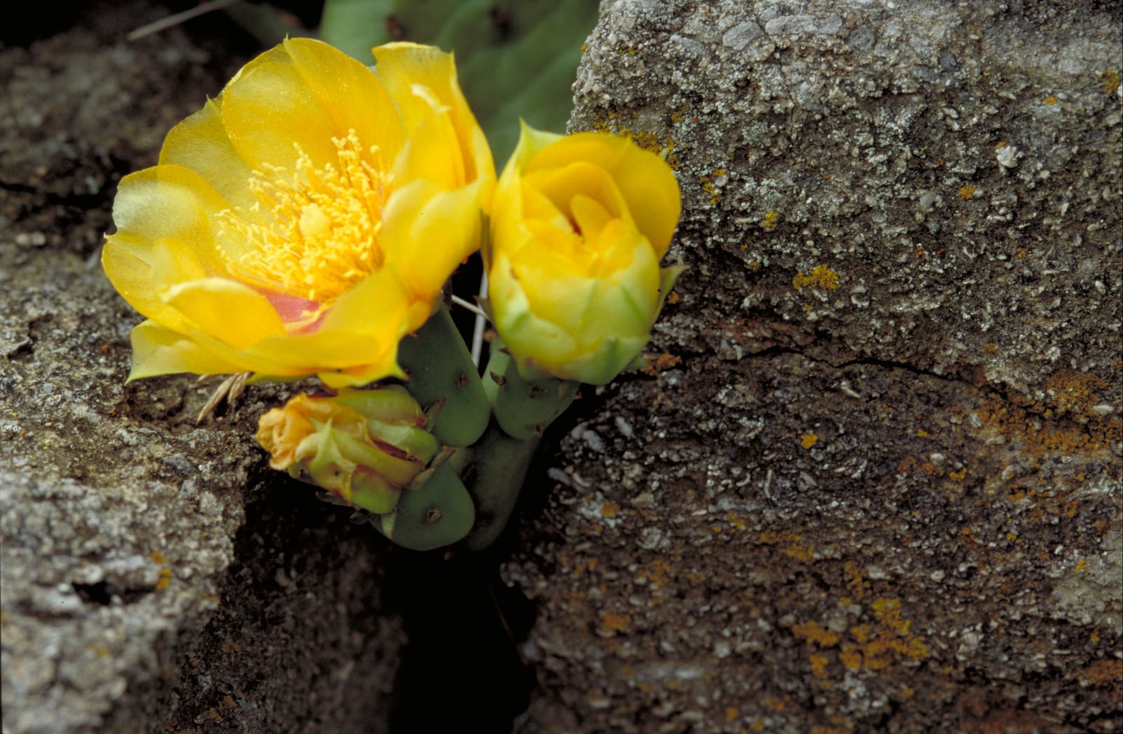 Prickly Pear Cactus thumbnail 4