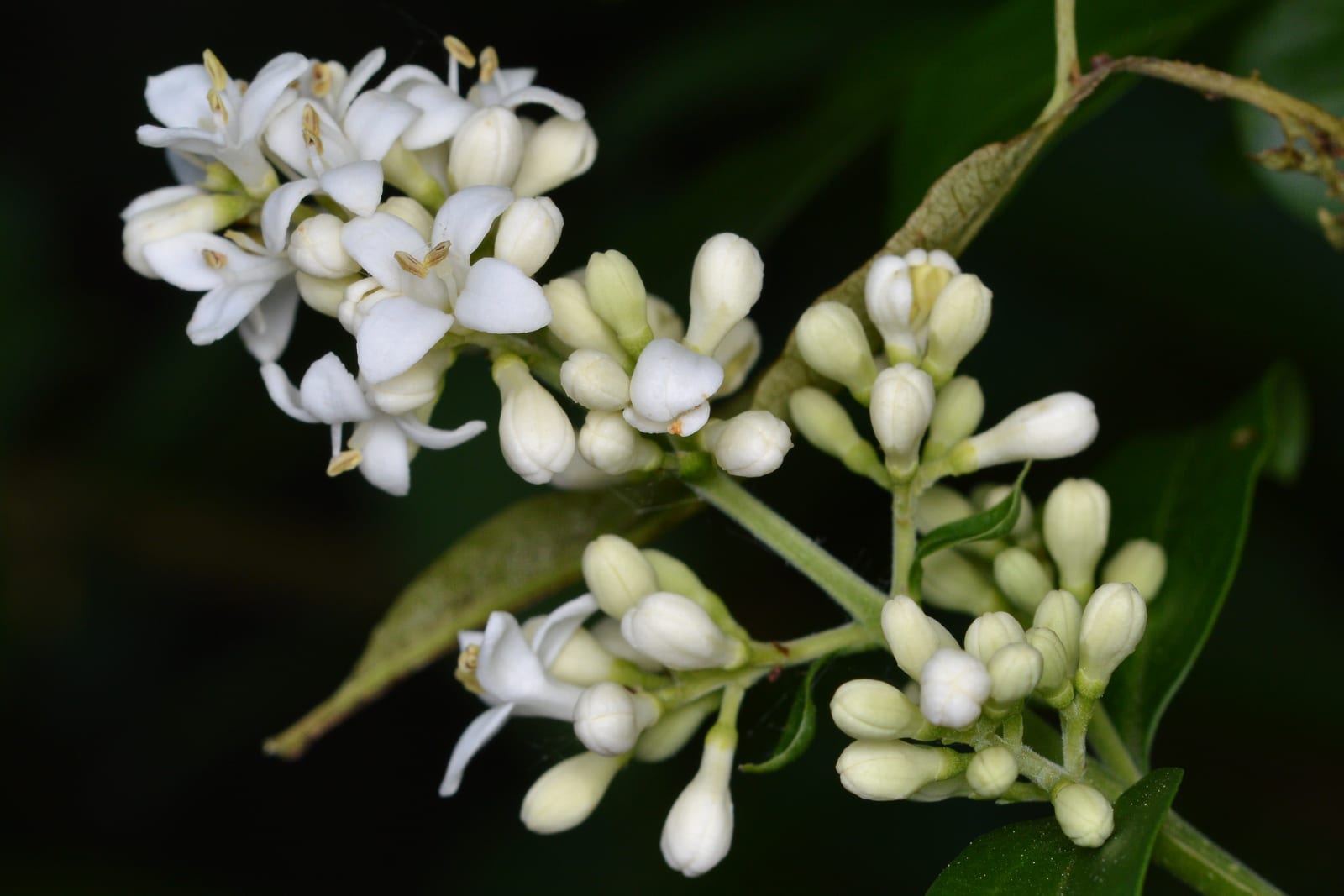 Privet