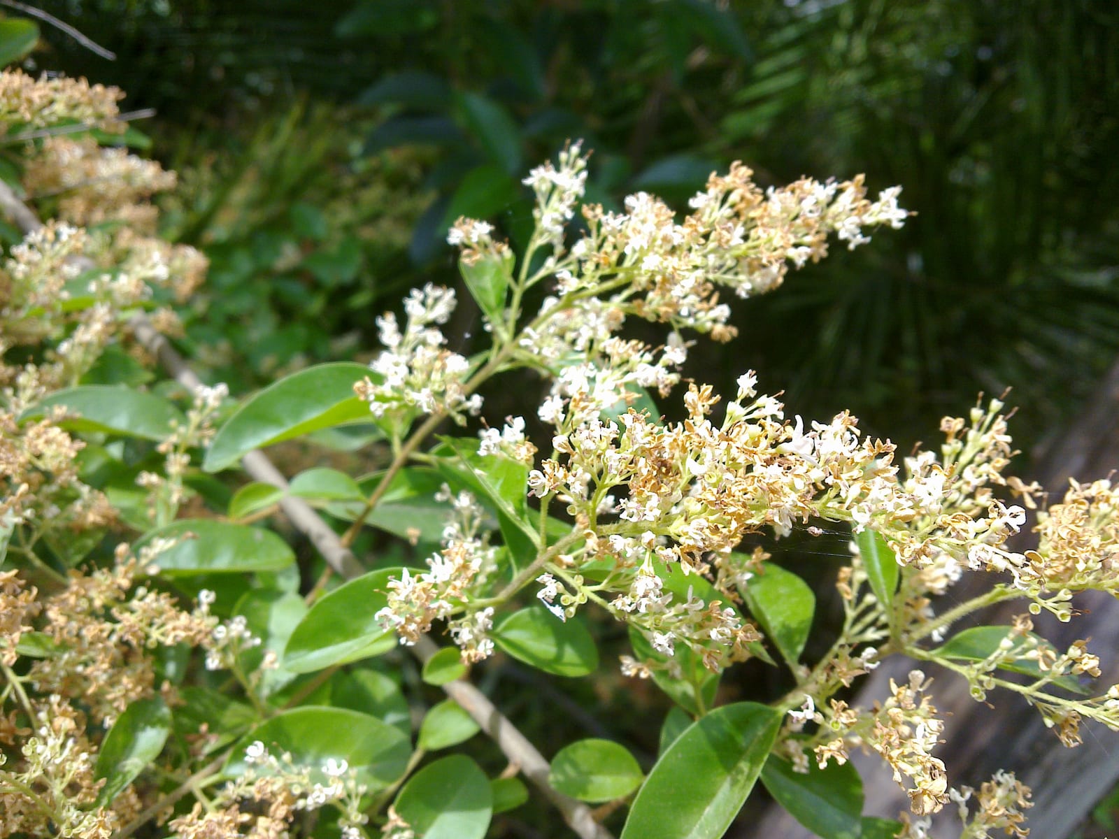 Privet thumbnail 3