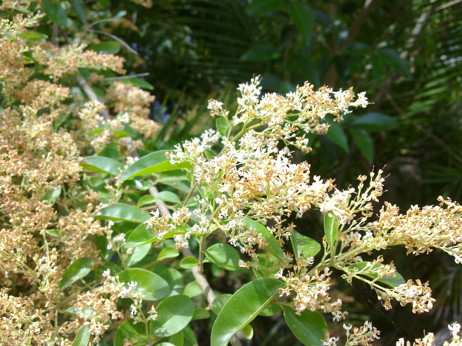 Privet thumbnail 4