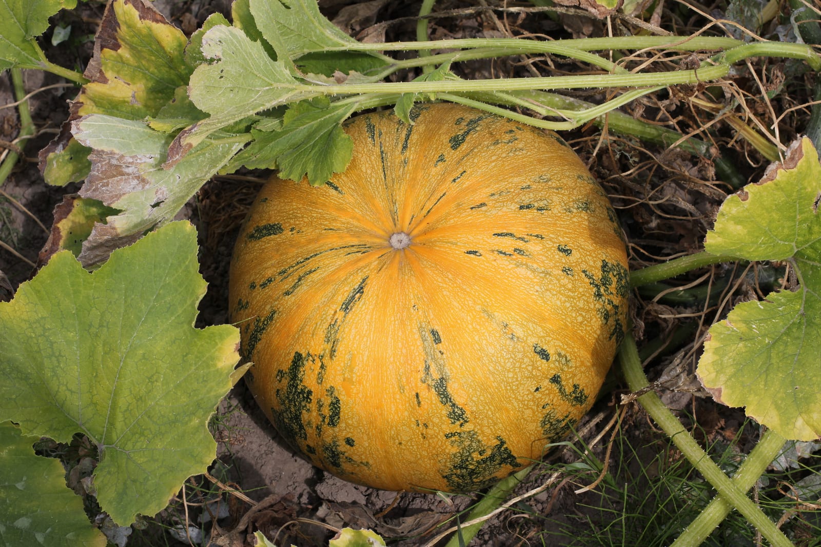 Pumpkin thumbnail 2