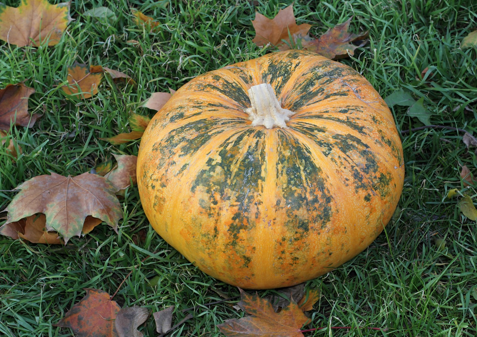 Pumpkin thumbnail 3