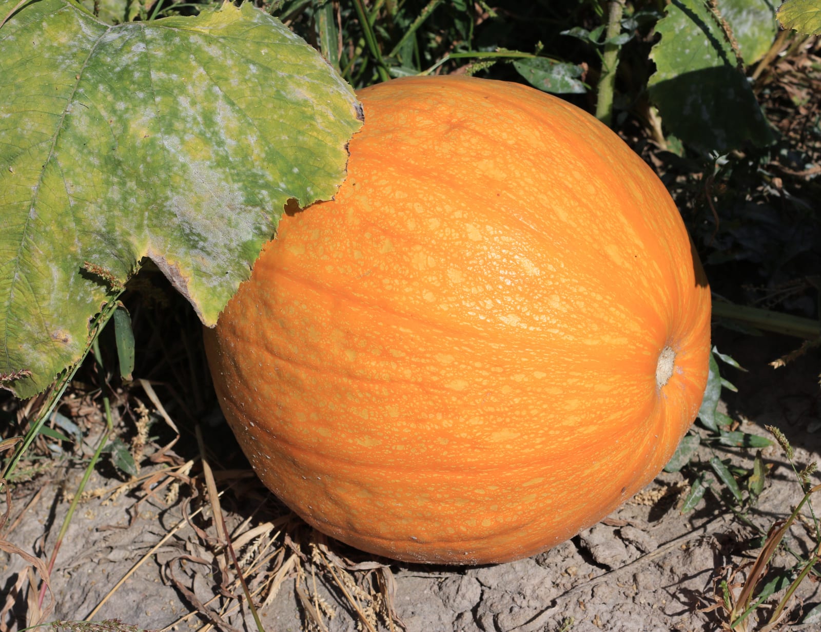 Pumpkin thumbnail 4