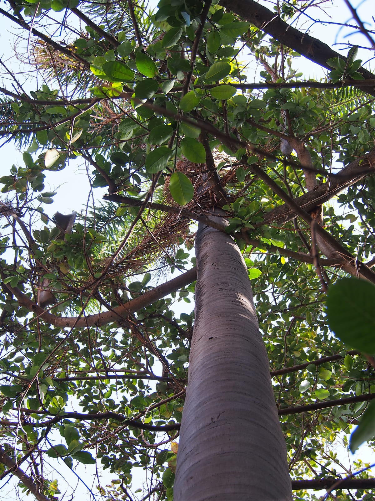 Queen Palm thumbnail 2