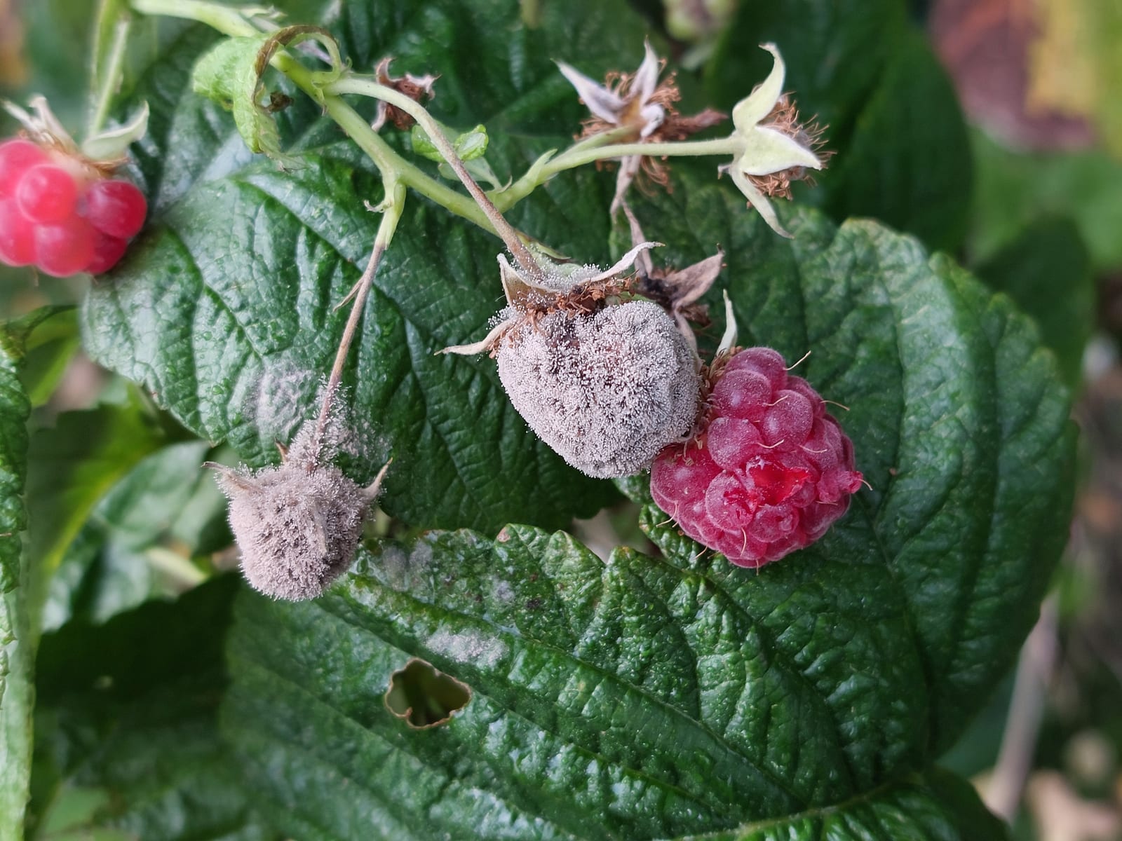 Raspberry thumbnail 3