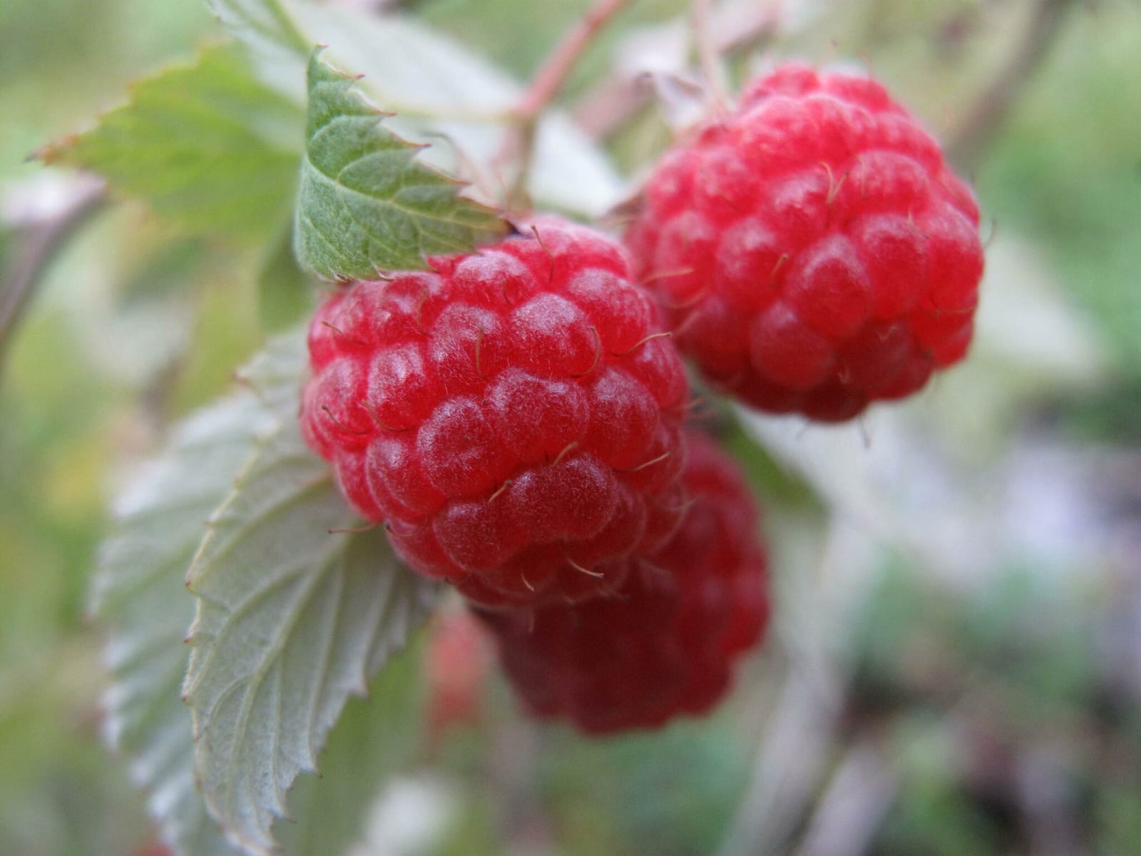 Raspberry thumbnail 4